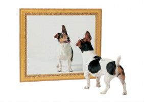鏡と犬